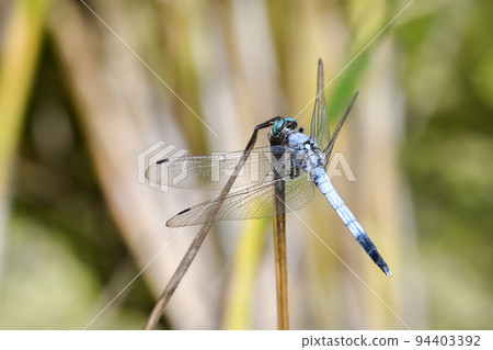 Shiokaratombo Shiokaratombo 94403392