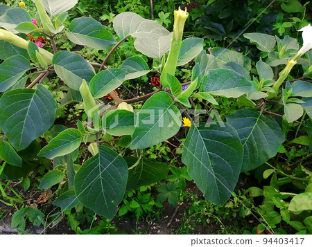 Datura flowers ordinary close-up very delicate and beautiful 94403417