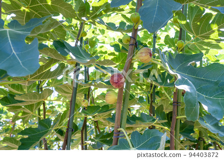 fig field 94403872