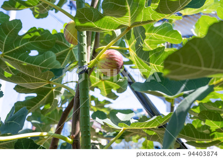 fig field 94403874