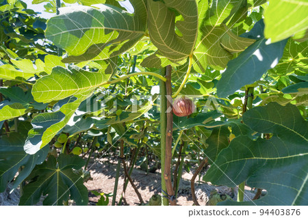 fig field 94403876
