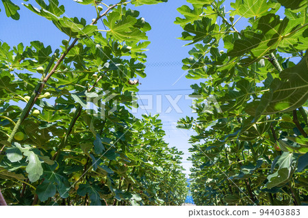 fig field 94403883