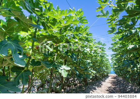 fig field fig field 94403884