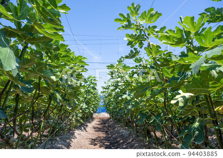 fig field fig field 94403885