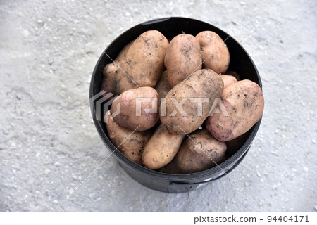 Large potatoes in a bucket in the afternoon in autumn. Beautiful potatoes in a container. 94404171