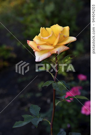 A large yellow rose flower in the summer garden during the day. Beautiful yellow-red rose close-up. A large yellow rose flower in the summer garden during the day. Beautiful yellow-red rose close-up. 94404203