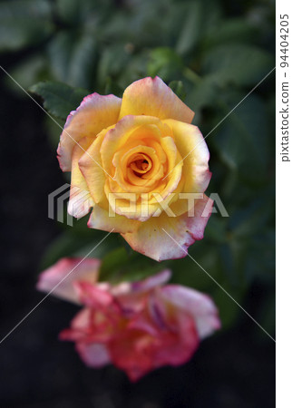 A large yellow rose flower in the summer garden during the day. Beautiful yellow-red rose close-up. A large yellow rose flower in the summer garden during the day. Beautiful yellow-red rose close-up. 94404205