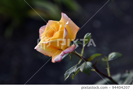 A large yellow rose flower in the summer garden during the day. Beautiful yellow-red rose close-up. A large yellow rose flower in the summer garden during the day. Beautiful yellow-red rose close-up. 94404207