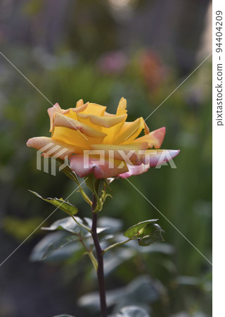 A large yellow rose flower in the summer garden during the day. Beautiful yellow-red rose close-up. A large yellow rose flower in the summer garden during the day. Beautiful yellow-red rose close-up. 94404209