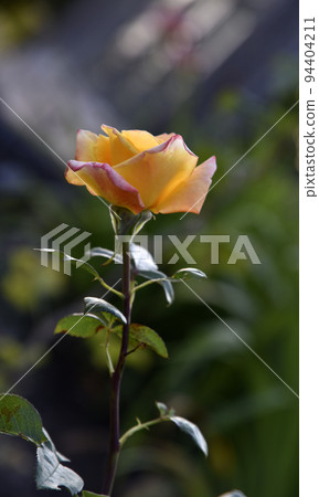 A large yellow rose flower in the summer garden during the day. Beautiful yellow-red rose close-up. 94404211