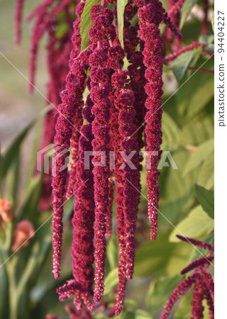 Decorative amaranth flowers on a green bush in a summer garden. Beautiful red hanging amaranth flowers. Decorative amaranth flowers on a green bush in a summer garden. Beautiful red hanging amaranth flowers. 94404227