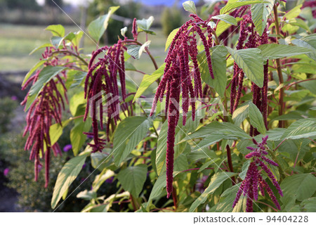 Decorative amaranth flowers on a green bush in a summer garden. Beautiful red hanging amaranth flowers. Decorative amaranth flowers on a green bush in a summer garden. Beautiful red hanging amaranth flowers. 94404228