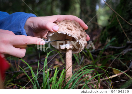 Women's hands with knife clean edible forest mushroom. Mushroom picking. Selective focus Women's hands with knife clean edible forest mushroom. Mushroom picking. Selective focus 94404339