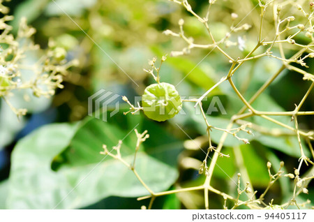 Tectona grandis, Teak or LAMIACEAE or teak plant or teak seed teak and flower 94405117
