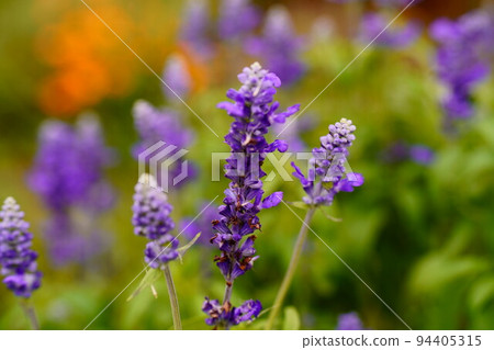 Salvia early autumn plant flower flower bed horizontal composition 01 Salvia early autumn plant flower flower bed horizontal composition 01 94405315