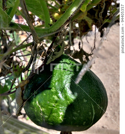 Forgotten pumpkins 94405357