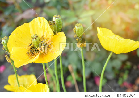 Bright yellow flowers of ashsholtsia growing on a flower bed in the garden, outdoors, on a sunny summer day 94405364