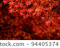 秋天的樹葉 94405374
