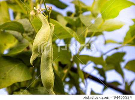Close-up of young bean plants growing in a field against a blue sky. Selective focus 94405524