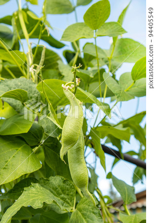 Young bean pods in agricultural fields, growing organic vegetables, vertical photo 94405549