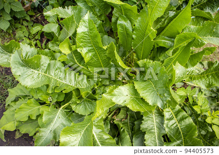 Top view of the horseradish bush close-up. Background of green horseradish leaves 94405573