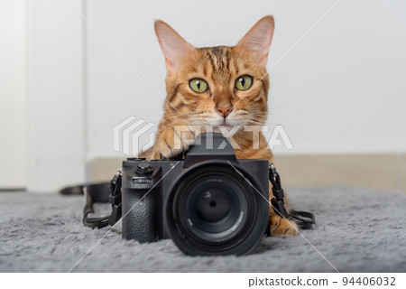Bengal cat lies next to the camera on the carpet. 94406032
