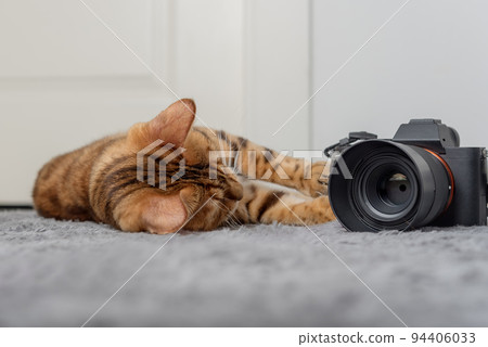 Bengal cat lies next to the camera on the carpet. 94406033