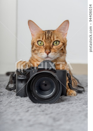 Bengal cat lies next to the camera on the carpet. 94406034