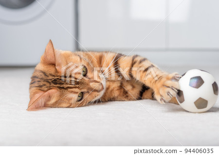 Bengal cat plays with a ball on the floor. 94406035