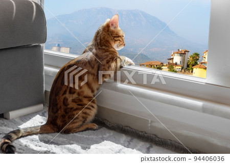 Bengal cat sits by the window and looks at the mountain landscape. 94406036