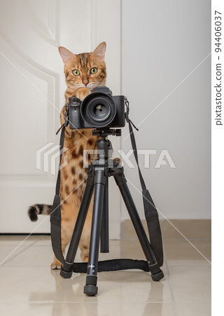 Bengal cat takes pictures on a camera on a tripod in the house. 94406037