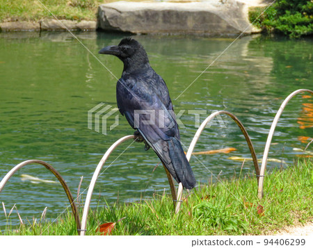Large-billed crow perched on a bamboo fence Large-billed crow perched on a bamboo fence 94406299