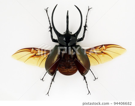 Black beetle isolated on white. Rhinoceros Chalcosoma macro close up, collection beetles, dynastidae, coleoptera 94406682
