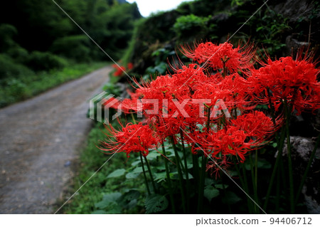 Cluster amaryllis blooming along the roadside 94406712