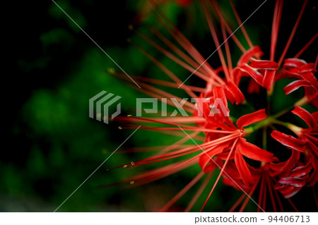 Cluster amaryllis close up from directly above 94406713