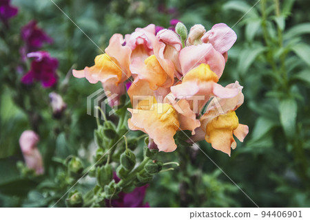 Snapdragon Antirrhinum majus flowers in the garden closeup 94406901