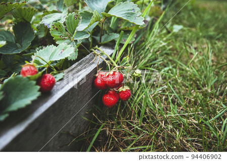 Remontant strawberry ripen in the garden, copy space 94406902