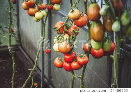 Tomato plants without leaves with ripening tomatoes in greenhouse 94406903