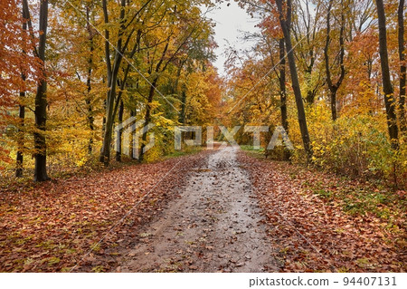 Autumn forest path 94407131