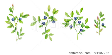 Watercolor illustration of blueberry branches with ripe berries. Set of botanical hand drawn elements. Watercolor illustration of blueberry branches with ripe berries. Set of botanical hand drawn elements. 94407286