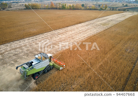 Aerial view of combine harvester working during harvesting season on large ripe wheat field. Agriculture concept 94407668