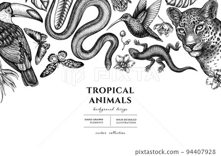 Tropical animals hand drawn illustration design. Background with sketch leopard, snake, lizard, hummingbird, toucan, rajah brooke s birdwing, african giant swallowtail, monstera, strelitzia, protea Tropical animals hand drawn illustration design. Background with sketch leopard, snake, lizard, hummingbird, toucan, rajah brooke s birdwing, african giant swallowtail, monstera, strelitzia, protea 94407928