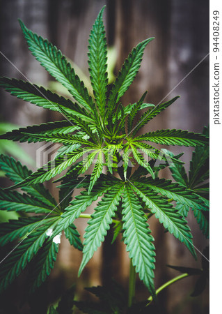 Cannabis bush close-up. Cultivation of hemp fields. Leaves background. Cannabis bush close-up. Cultivation of hemp fields. Leaves background. 94408249