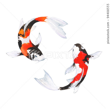 Watercolor illustration of fish koi on white background 94408555