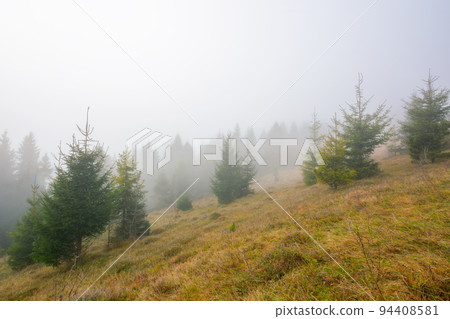 foggy autumn scenery in the morning. spruce forest on the hill with weathered grass. outdoor nature adventures in mysterious weather with overcast sky 94408581
