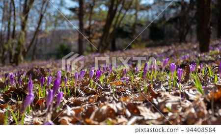 nature background with violet blooming flowers. crocus closeup in the garden on a sunny day in spring season 94408584