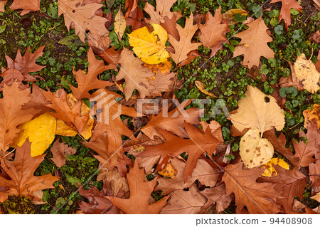 Fallen autumn leaves Fallen autumn leaves 94408908