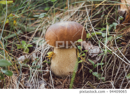 Porcini edible mushroom in the grass in the forest close up. Edible mushroom boletus edulis, penny bun, ceps. 94409065