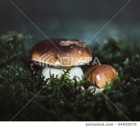 Two boletus on a dark background in the moss. Edible mushroom boletus edulis, penny bun, ceps, porcini in the forest. Beautiful mushroom background. Selective focus. 94409076