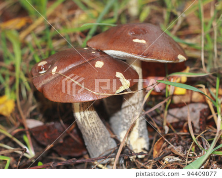 Birch mushrooms growing in the grass. Mushrooms in the forest closeup. 94409077